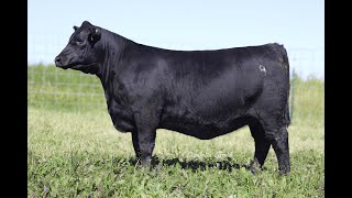 Willekes Angus NILE Heifer Lot 54 [upl. by Bren]