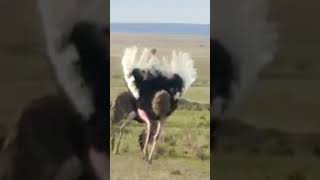 Ostrich Mating Dance [upl. by Acirehs210]