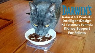 Raw Cat Food Review  Darwins IntelligentDesign KS Veterinary Formula Kidney Support for Felines [upl. by Latin]