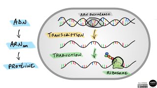 ADN ARN et protéine 🧬 [upl. by Carrnan429]