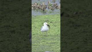 Seagull tries to eat a midshipman fish at Big Beef Creek shorts wildlife birding [upl. by Faxon953]