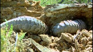 African Pangolin [upl. by Lynsey65]