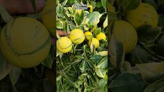 Variegated mosambi farming mosambi lemon nimbu farming [upl. by Stern]