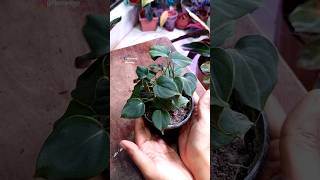 Repot Indoor Plants  Philodendron Lupinum [upl. by Schlessinger]