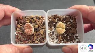 JustKis 168 What Soil Mix is Suitable for Lithops  Experiment  upd 19 May 2024 [upl. by Suivat]