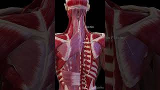 3d anatomy of the fasciae of the back anatomy meded 3dmodel [upl. by Yenaffit]