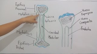 Estructura ósea [upl. by Asyram]