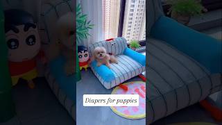 Diapers for puppies shortsshorts viralshort viralvideo poodle funydog1010 usadogs dog usa [upl. by Maiah]