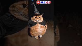 Hai Kucing ku bagus 🐱 funny catlover cute shortvideo [upl. by Spalla]