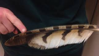 Fabulous Feathers from TRC  Owl and Hawk Feathers [upl. by Doretta]