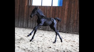 10 days old Friesian horse filly Jildou at the inside arena so cute [upl. by Nayk]