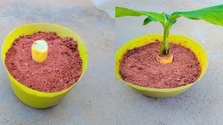 How to growing Banana tree videoplanting [upl. by Yesnyl]