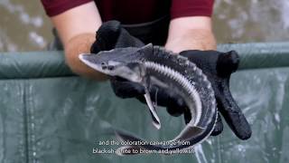 LIFESterlet Identification of Danube Sturgeon Species [upl. by Lenehc]