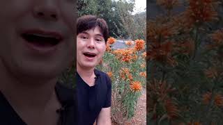 Lions tail plant  Leonotis leonurus 🙃🌿 gardening [upl. by Traweek]