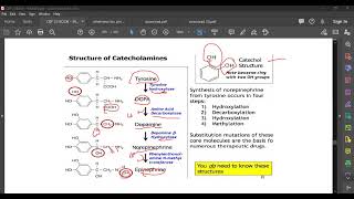 L79 CATECHOLAMINES [upl. by Shana665]