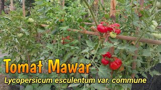 Cara Menanam Tomat Mawar dari Biji sampai Panen  Grow Rose Tomato from Seeds to Harvest [upl. by Judah]