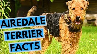 Airedale Terrier Dog Breed  Facts and Info [upl. by Vullo]