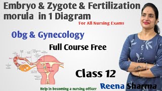 Fertilization Zygote Cell Morula Blastocyst Implantation nursingstudents NORCET AIIMSREENASHARMA [upl. by Dlanigger]