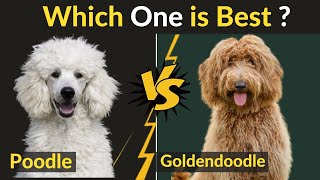 Goldendoodle vs Poodle  Difference between Two Dogs [upl. by Rfinnej]