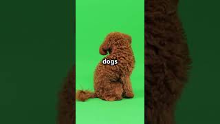 The Best NonShedding Small Dog Breeds shorts dogs [upl. by Leahcimauhsoj]