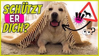 7 Dinge die dein Hund tut um dein Zuhause zu schützen [upl. by Ulane]