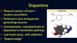 Neurotransmitters Overview [upl. by Jeffers]