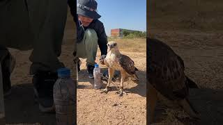 How amazing of hawk eagleeagle shortvideo training fbreels video [upl. by Lexie]