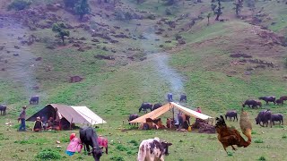 Organic Nepali Mountain Village Life in Nepal  Organic Food Cooking  Village Life Rainy Time [upl. by Wendalyn]