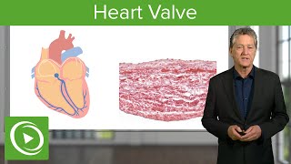 Heart Valve Valve amp Regulation – Histology  Lecturio [upl. by Jacinto]