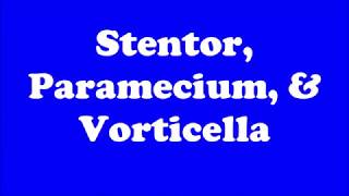 Stentor Paramecium amp Vorticella  Swimming amp Feeding [upl. by Nwahsir]