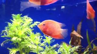 Red streak Severum [upl. by Fabiolas]