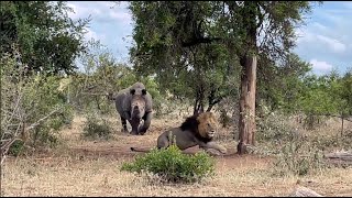 Rhino Chases Lions Away and Takes The Shady Spot [upl. by Attikram]