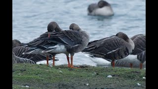 Russian Whitefronted Goose CEGB Reservoir Cambridgeshire 7124 [upl. by Gratia141]