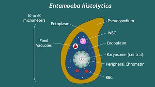 Entamoeba histolytica Notes  Basic Science Series [upl. by Tnayrb]