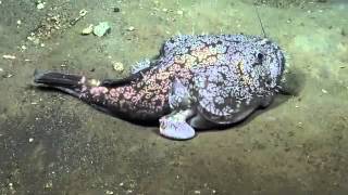 EV Nautilus Video Bite Rare Deepwater Goosefish  Montserrat 2013 [upl. by Notsnarc]