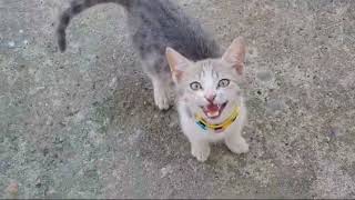 Baby Cat Meowing Sounds  Cat Sound Meow  Cat Voice [upl. by Leanahtan]