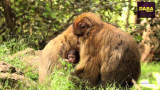 Moroccan macaques قردة المكاك المغربية [upl. by Eerised959]