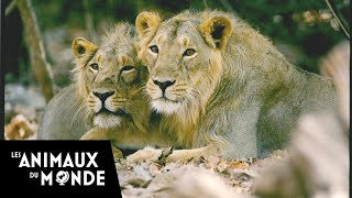 Au royaume des Lions dAsie  Inde  Passion sauvage [upl. by Dalenna790]