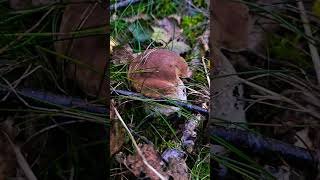 Boletus scaber amp Boletus edulis 🍄‍🟫🍽😋 meditationmusic relaxingmusic relaxing nature mushroom [upl. by Sims]