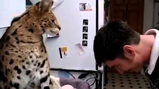 саванна кот атакует  savannah cat attack [upl. by Eceinehs57]