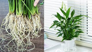 How to grow Peace Lily in water cleaning the air of the room [upl. by Riek130]