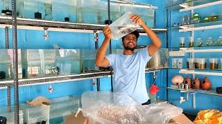 live fishes unboxing red parrot tigar cat fish alligator more verity available [upl. by Ramsdell]