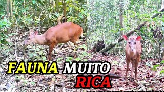 Uma rica fauna com diversos animais selvagens videoviral animals [upl. by Riplex]