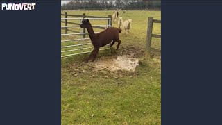 Cute alpacas jumping over a puddle [upl. by Ahseiyn126]