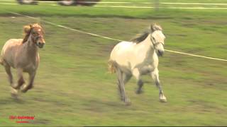 Rasseportrait  Der Trakehner  die edlen Pferde [upl. by Doloritas]