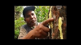 BEGINILAH RITUAL SADAP KEMENYAN DI TANAH BATAK jejakrempahnusantara incense عطور [upl. by Beera]