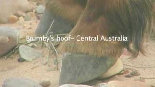 Barefoot Horse Brumby Foot Wild Horse hoof Natural Hoof Care [upl. by Pelson214]