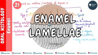 Enamel Lamellae  Enamel cracks  Preeruptive amp Posteruptive Lamellae  Dr Paridhi Agrawal [upl. by Jethro]