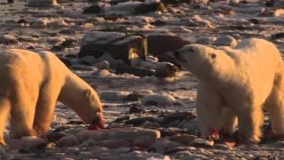 How Do Polar Bears Use Blubber [upl. by Hsuk]