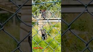 Artic FoxVulpes lagopus highland wildlife park scotland [upl. by Oiuqise]